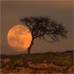 Astronomy Picture of the Day: Blue Moon Tree