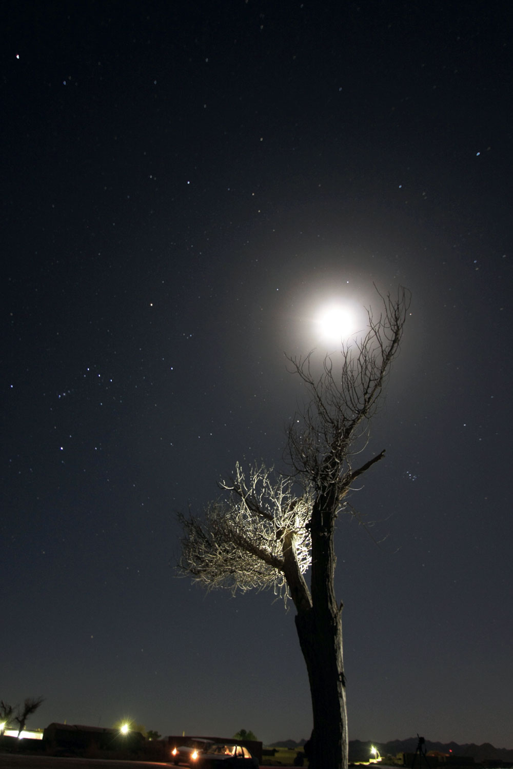 درخت و مهتاب